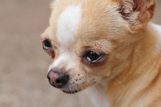Portrait of chihuahua dog