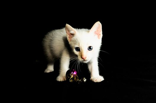 White Young Baby Cat on a Black Background