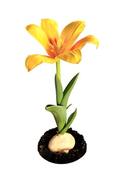 Yellow tulip bloom on white background (Tulipa kaufmanniana Johann Strauss).
