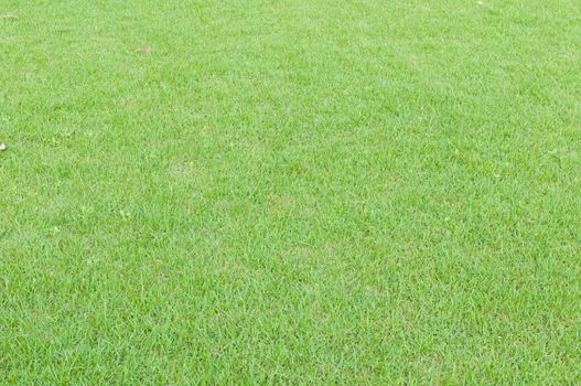 Beautiful the green grass texture for you background