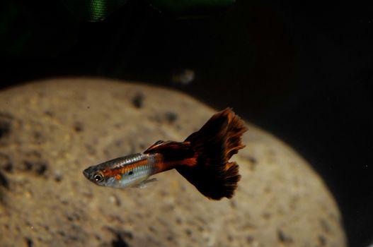 Guppy Multi Colored Fish in a Tropical Acquarium