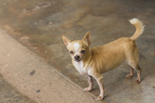 Female short haired chihuahua dog standing
