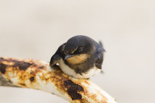 Swallow bird wildlife in nature