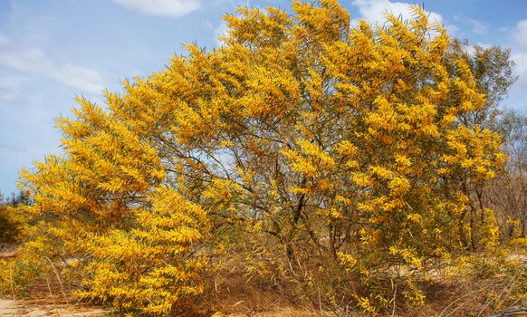 Acassia aneura bloom in brilliant yellow on sand hill in springtime , this tree belong Acasia family, scientific name is: Acasia auriculiformis