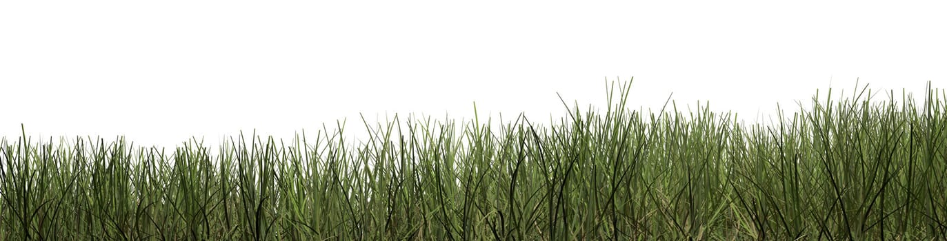 Green grass against white background