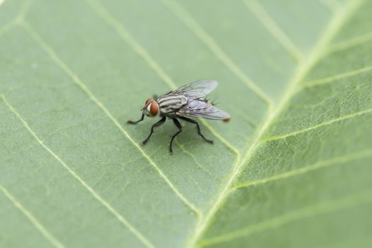 House fly on green leaf