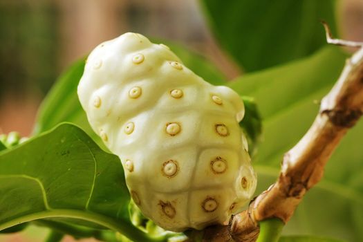 Noni or Indian mulberry (Morinda citrifolia L.) fruit growing on tree