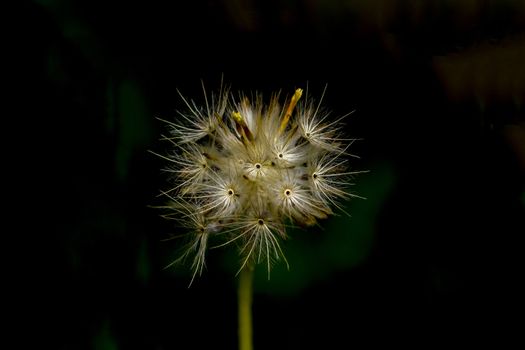 Closeup grass flower