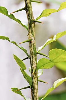 Kaffir lime or bergamot leaves