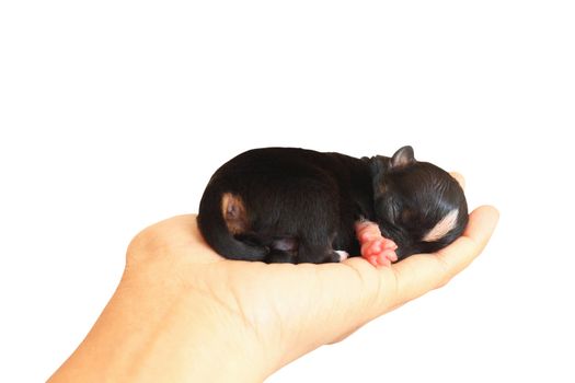 Tiny newborn chihuahua puppy on the palm of a woman isolated on white background