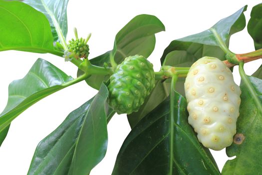 Noni fruits isolated on white background