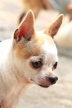 Close up picture of chihuahua