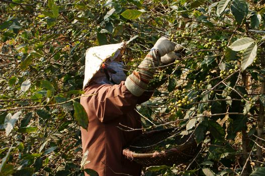 LAM DONG, VIETNAM- JAN 24: Farmer harvesting coffee grain on coffee plantation,  women pick up reap bean, this plant is industrial tree in Viet Nam, Jan 24, 2014