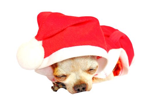 Chihuahua wearing a Christmas hat isolated on white background