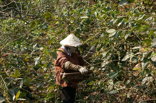 LAM DONG, VIETNAM- JAN 24: Farmer harvesting coffee grain on coffee plantation,  women pick up reap bean, this plant is industrial tree in Viet Nam, Jan 24, 2014