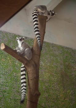 Lemur funny animal