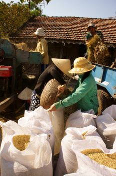 BINH THUAN, VIETNAM- FEB 15: Family of farmer harvesting paddy grain from good crop at home, they thresher rice by threshing machine, product put into sack, dynamic atmosphere, Viet Nam, Feb 15,2014