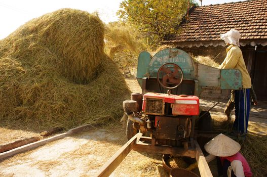 BINH THUAN, VIETNAM- FEB 15: Family of farmer harvesting paddy grain from good crop at home, they thresher rice by threshing machine, product put into sack, dynamic atmosphere, Viet Nam, Feb 15,2014