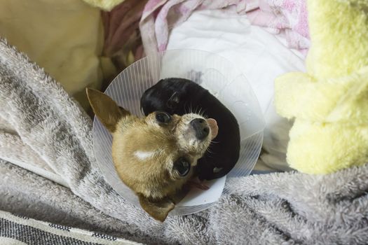 Chihuahua and just born puppy sleeping after Caesarean section
