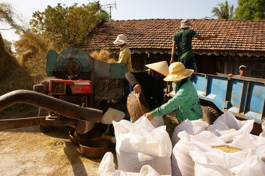 BINH THUAN, VIETNAM- FEB 15: Family of farmer harvesting paddy grain from good crop at home, they thresher rice by threshing machine, product put into sack, dynamic atmosphere, Viet Nam, Feb 15,2014