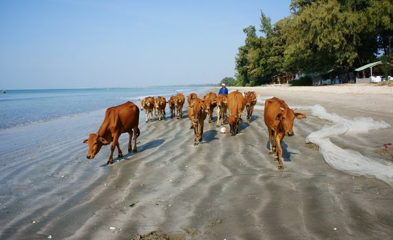 BINH THUAN, VIETNAM- JAN 22: Funny scene on seaside, people pasture herd of cow walking on beach, beautiful seashore with sand, tree and green environment under blue sky, Viet Nam, Jan 21, 2014