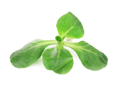 Close up of green fresh basil. Isolated on a white background.