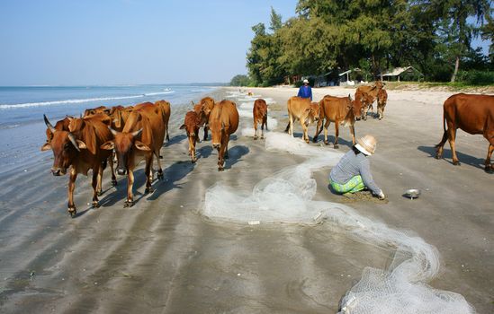 BINH THUAN, VIETNAM- JAN 22: Funny scene on seaside, people pasture herd of cow walking on beach, beautiful seashore with sand, tree and green environment under blue sky, Viet Nam, Jan 21, 2014