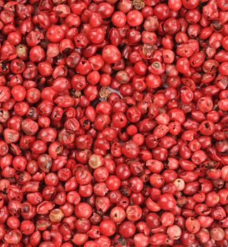 Spicy red chili pepper texture. Whole background.