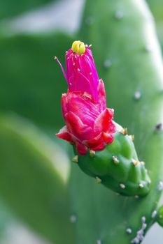 Closeup cactus flower