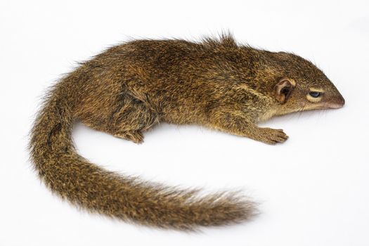 Common treeshrew or Southern treeshrew (Tupaia glis)