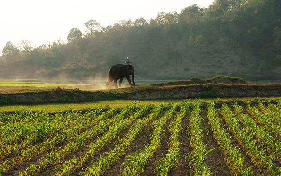 BUON ME THUOT, VIETNAM- FEB 7: People ride elephant on path at countryside, dusty way by dust of soil, vegetalble field in green at evening, mahout ride this animal for travel, Viet Nam, Feb 7, 2014