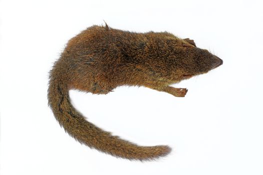 Common treeshrew or Southern treeshrew (Tupaia glis)