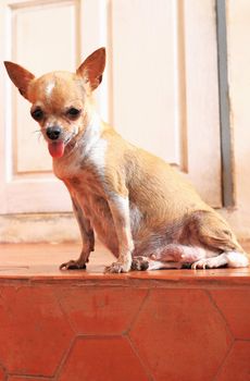 Little chihuahua be pregnant