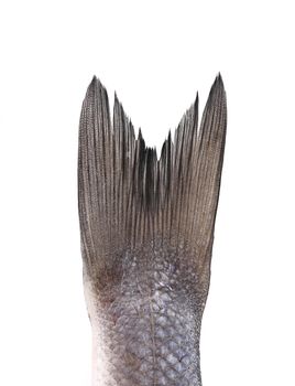 Fresh seabass tail. Isolated on a white background.