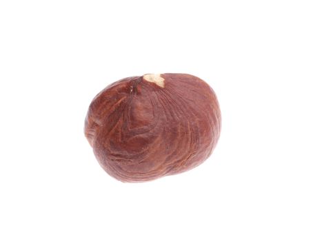 Chestnut. Isolated on a white background.