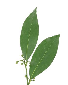 Bay leaves. Isolated on a white background
