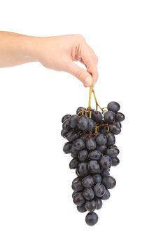 Branch of black grapes. Isolated on a white background