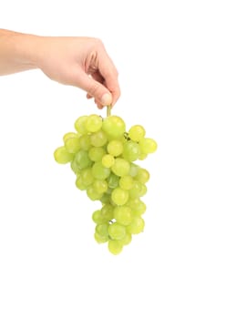 Branch of white grapes in hand. Isolated on white background.