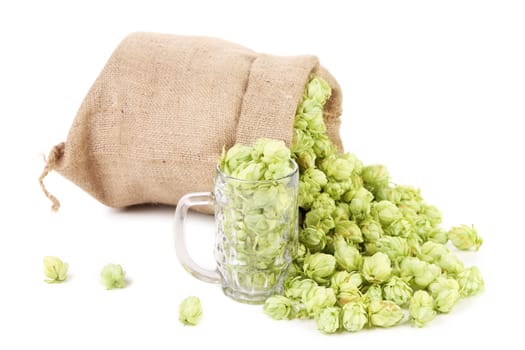 Sack of fresh hops. Isolated on a white background.