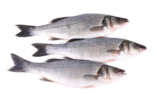 Close up of three fresh seabass fish. Isolated on a white background.
