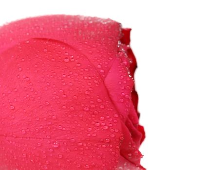 Background of a wet red rose. Whole background.
