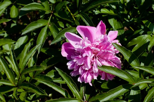 Pink big peony in the garden
