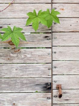 Background of old grunge wood texture with leaves