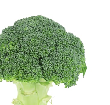 Fresh broccoli. Isolated on a white background.
