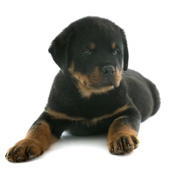 portrait of a purebred puppy rottweiler in front of white background