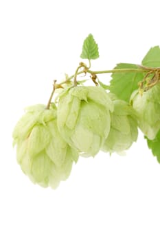 Fresh green hops bunch. Isolated on a white background.