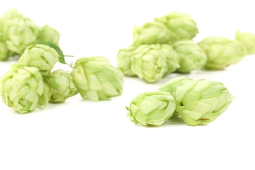 Close up of hop. Isolated on a white background.