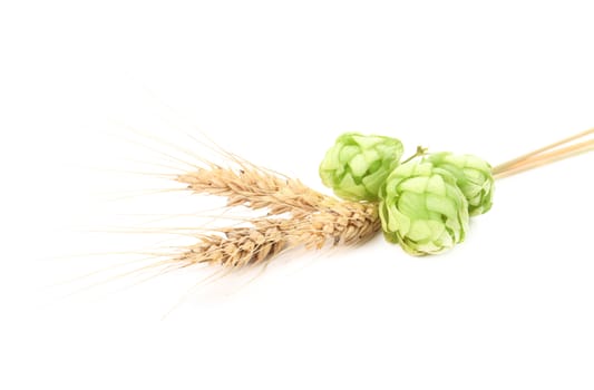Close up of hop flowers. Isolated on a white background.