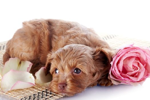 Puppy on a rug.  Puppy of a decorative doggie. Decorative dog. Puppy of the Petersburg orchid on a white background