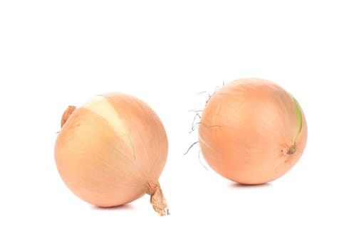 close up of white onions. isolated on a white background